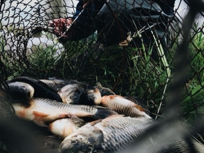 Marées et Pêche : 4 Phases Clés pour Maximiser Votre Récolte