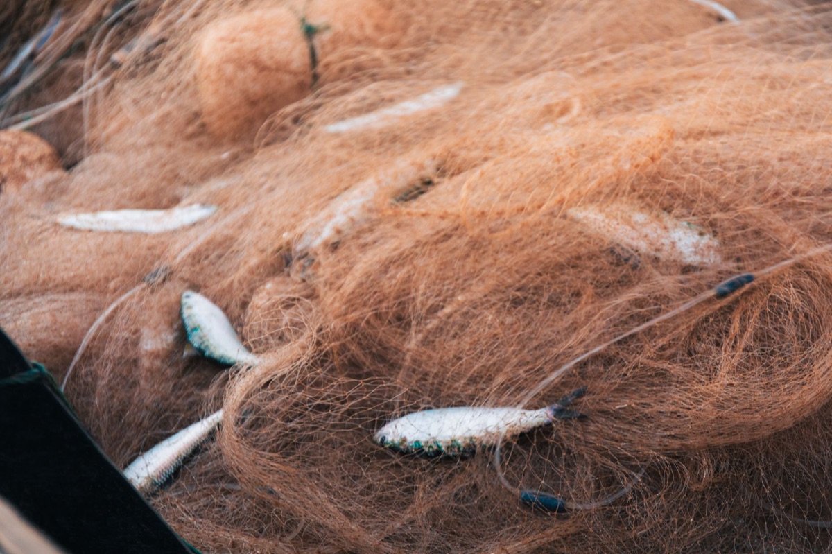 sea bass in net for sea fishing