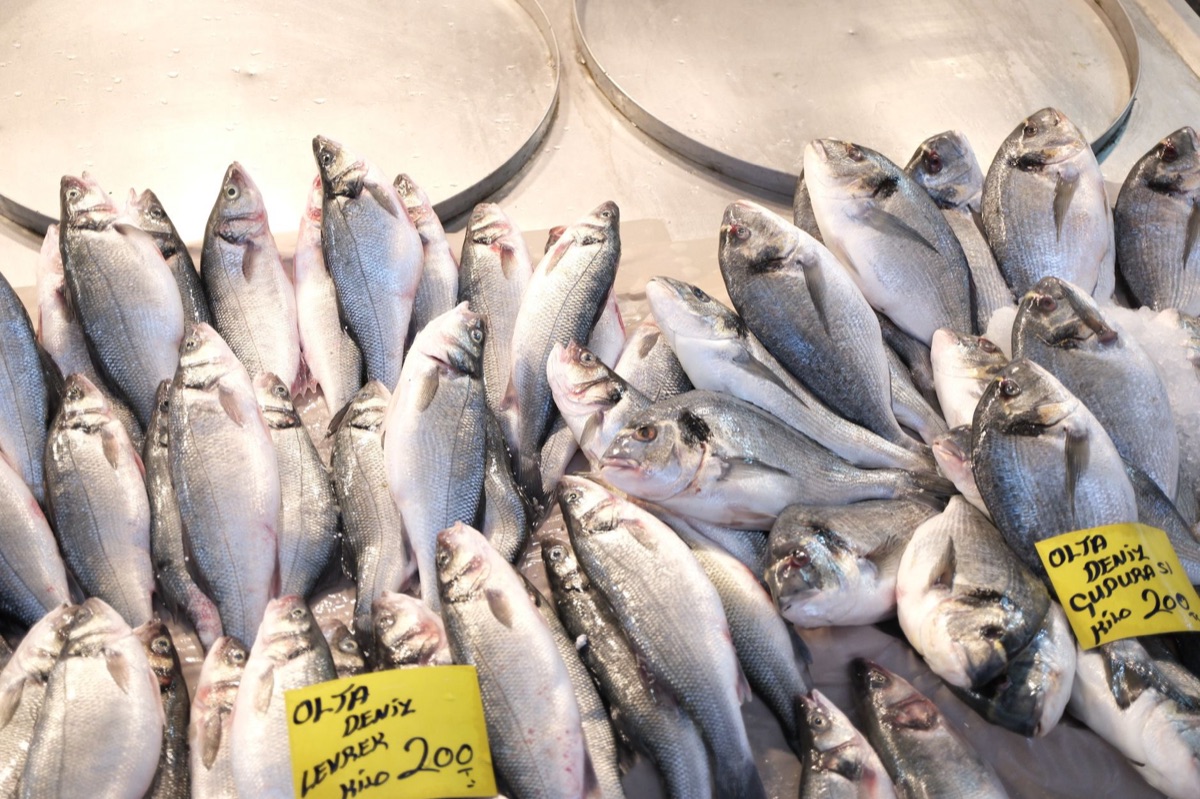 海中釣魚技巧
