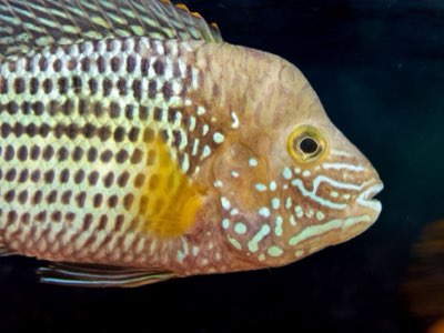 Freshwater Fishing: 2 Main Styles to Match Your Lifestyle