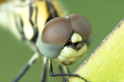 Vissen met de dobber: 1 rustige manier voor de natuurvisser