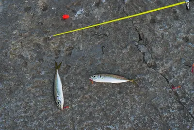 Beginner sea fishing gear guide: Gear losses reach 5.7%