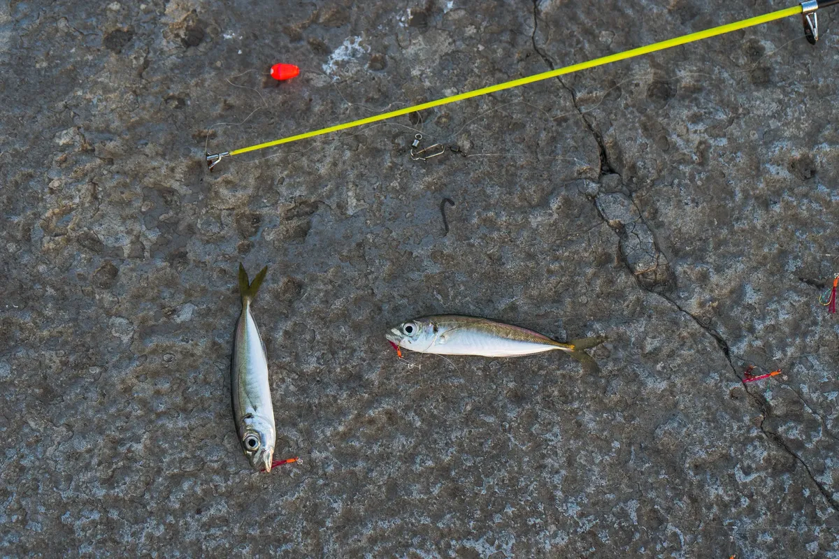 Close-up of caught fish and fishing equipment on concrete surface in Novorossiysk, Russia.