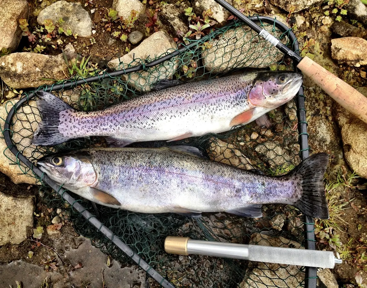 Trout, 라인보우, 물고기, 낚시, 맑은 물, 음식, 낚시, 스포츠, 외부, 낚시 장비, 자연, 브라운 라인보우, 브라운 물고기, 브라운 스포츠, 브라운 낚시