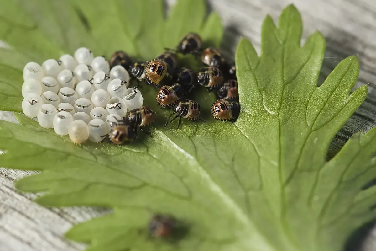 Macro shot of insect eggs and hatchlings on a green leaf, showcasing the beauty of nature.