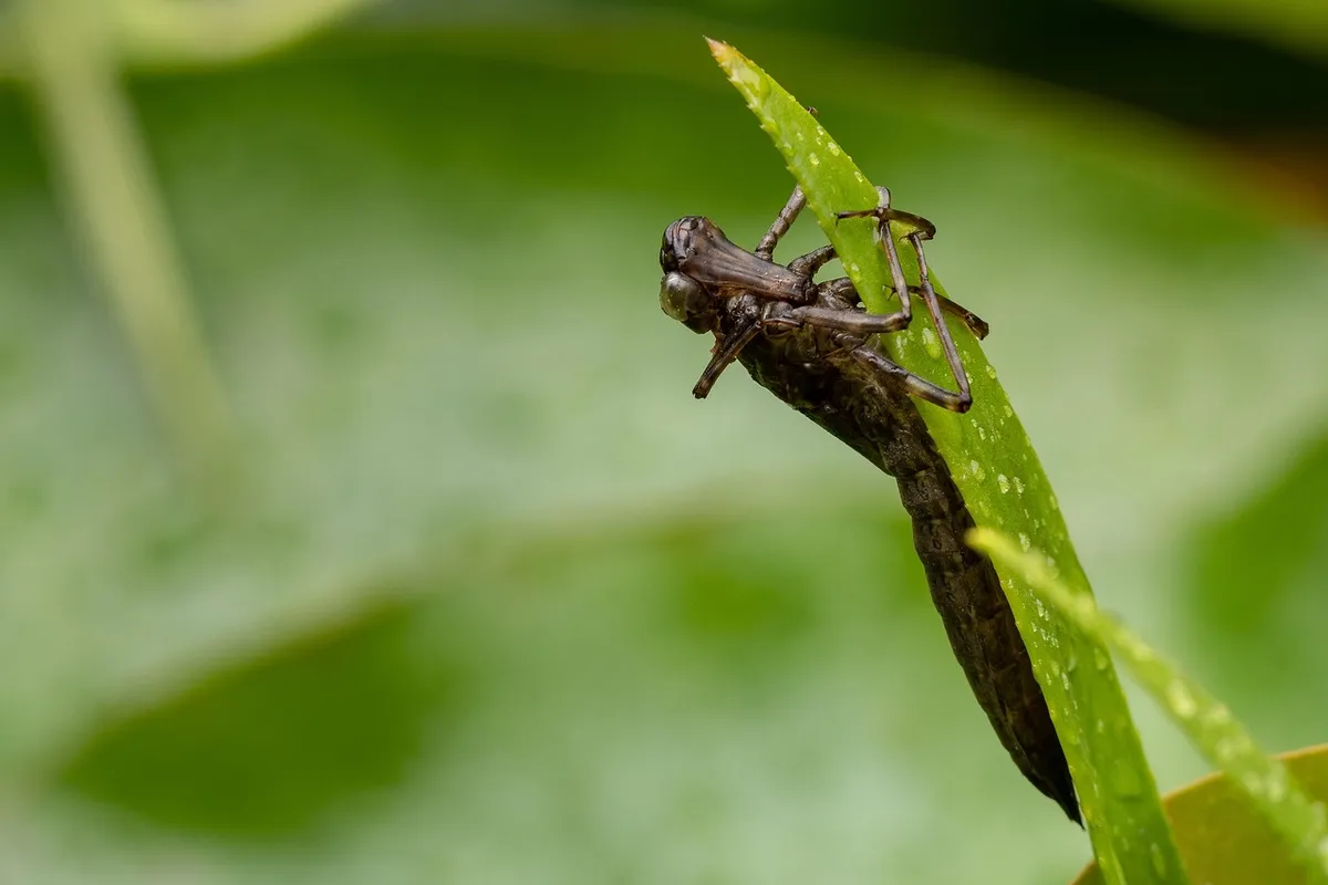 dragon-fly, metamorphosis, pond, hatch, larva, flying insect, insects, skinning, nature