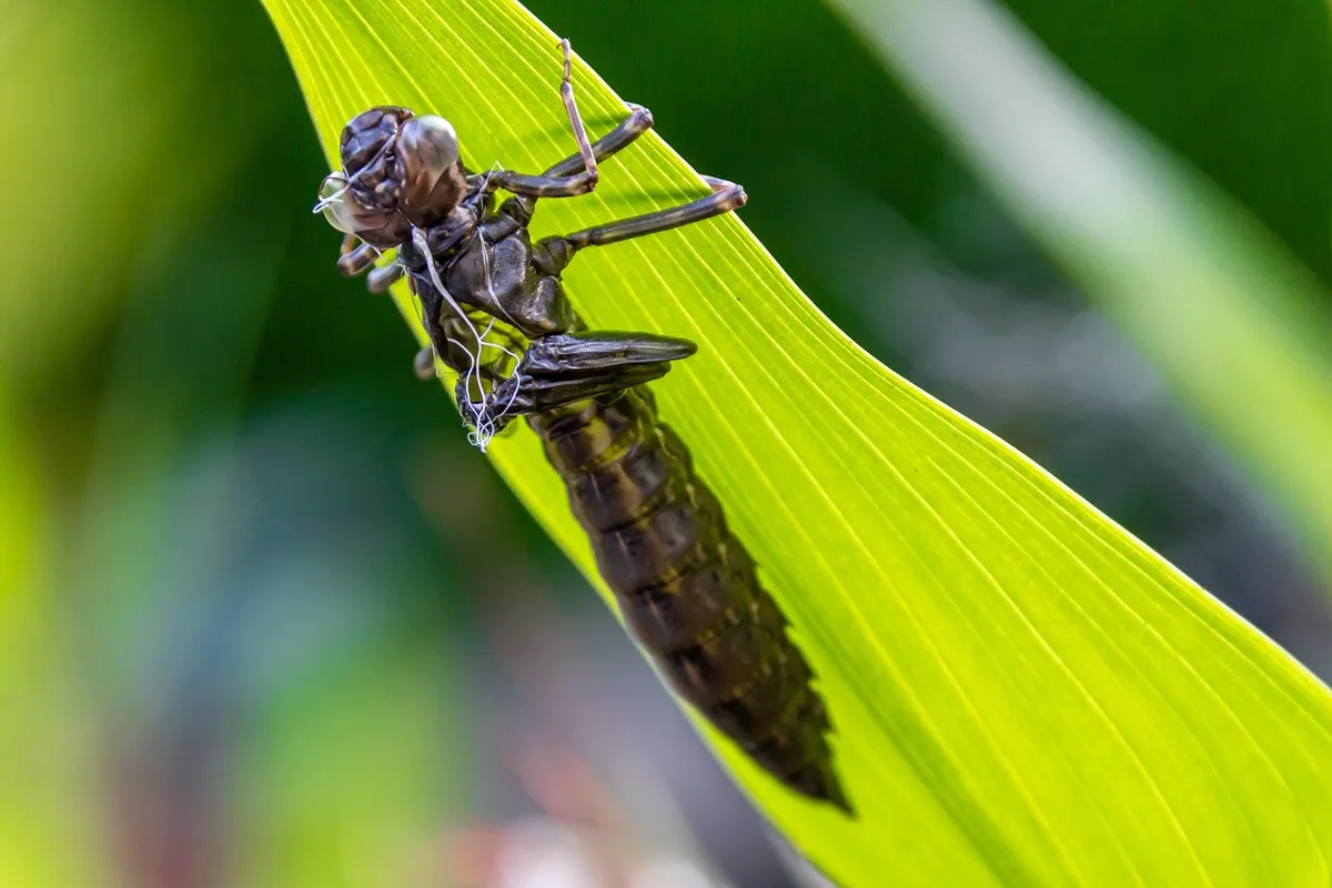 蜻蛉、動物、昆虫、自然、マクロ、飛ぶ昆虫、クローズアップ、キラキラ、チチン、夏、隠れ場所と皮、乾燥、若虫、リラックス、待つ、皮剥き、孵化、ハード