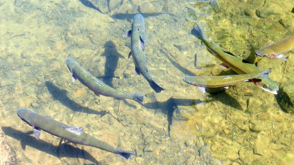 trout, fish, fishing, rainbow trout, tackle, freshwater, river, fisherman, nature, oregon
