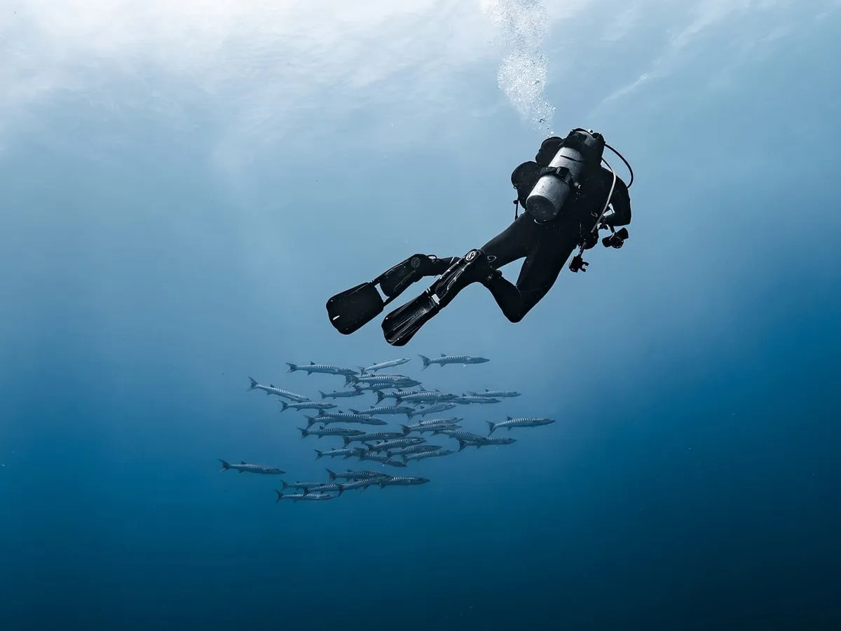 diver, barracuda, school of fish, diving, predator, red sea, nature, underwater, water, blue, animal, underwater photography, deep sea, hobby, adventure, scuba