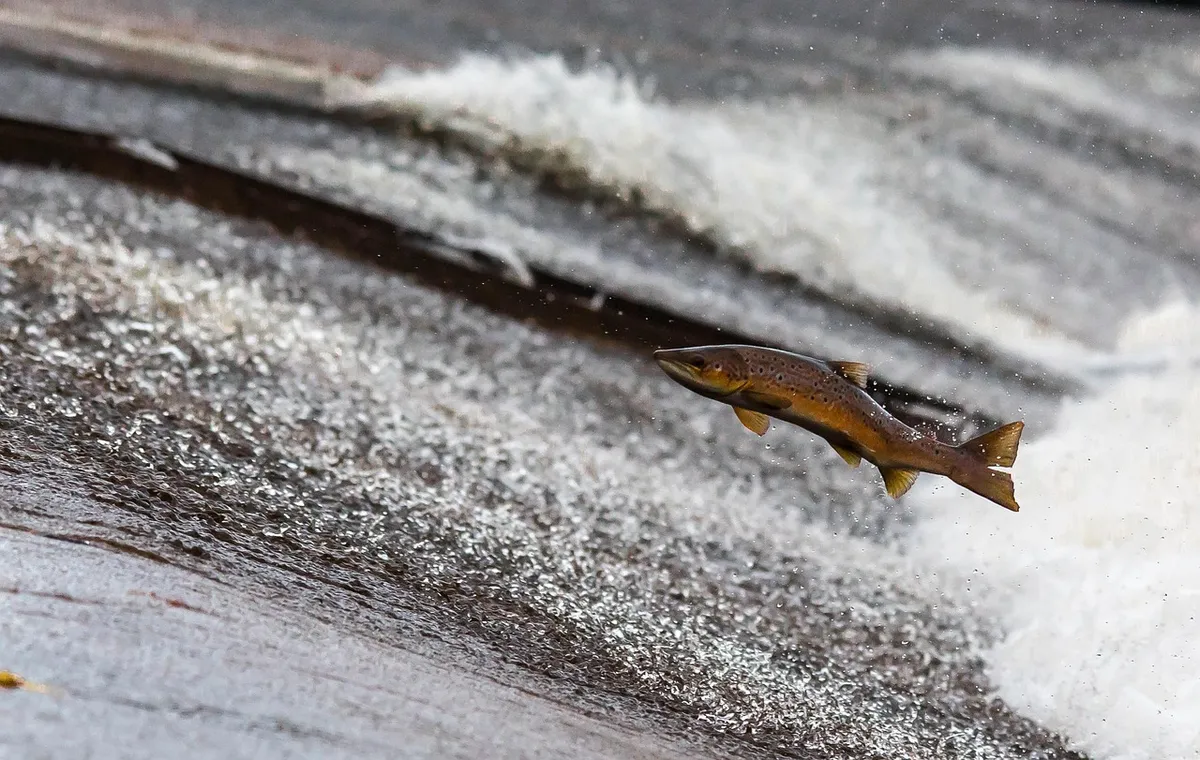 salmon, fish, jump, upstream, jumping fish, jumping, nature, flying fish, water, freshwater fish