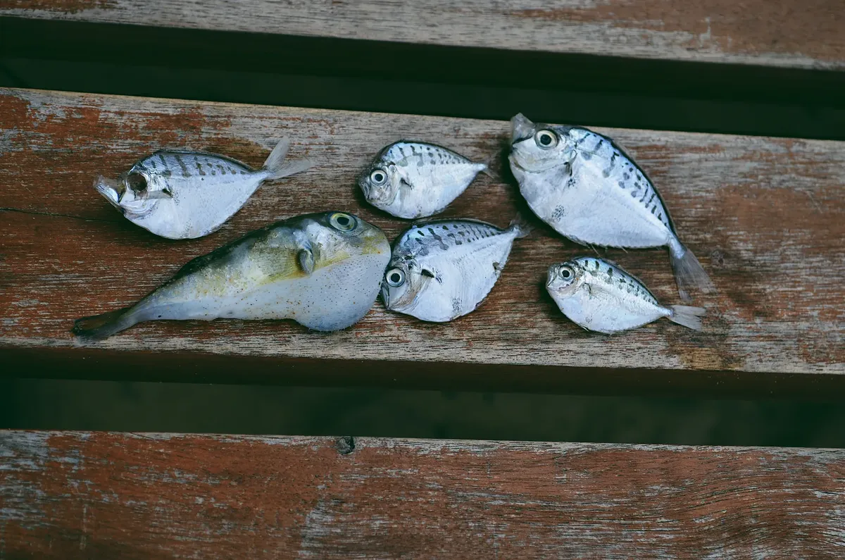 A variety of freshly caught fish displayed on rustic wooden planks, showing their unique patterns.