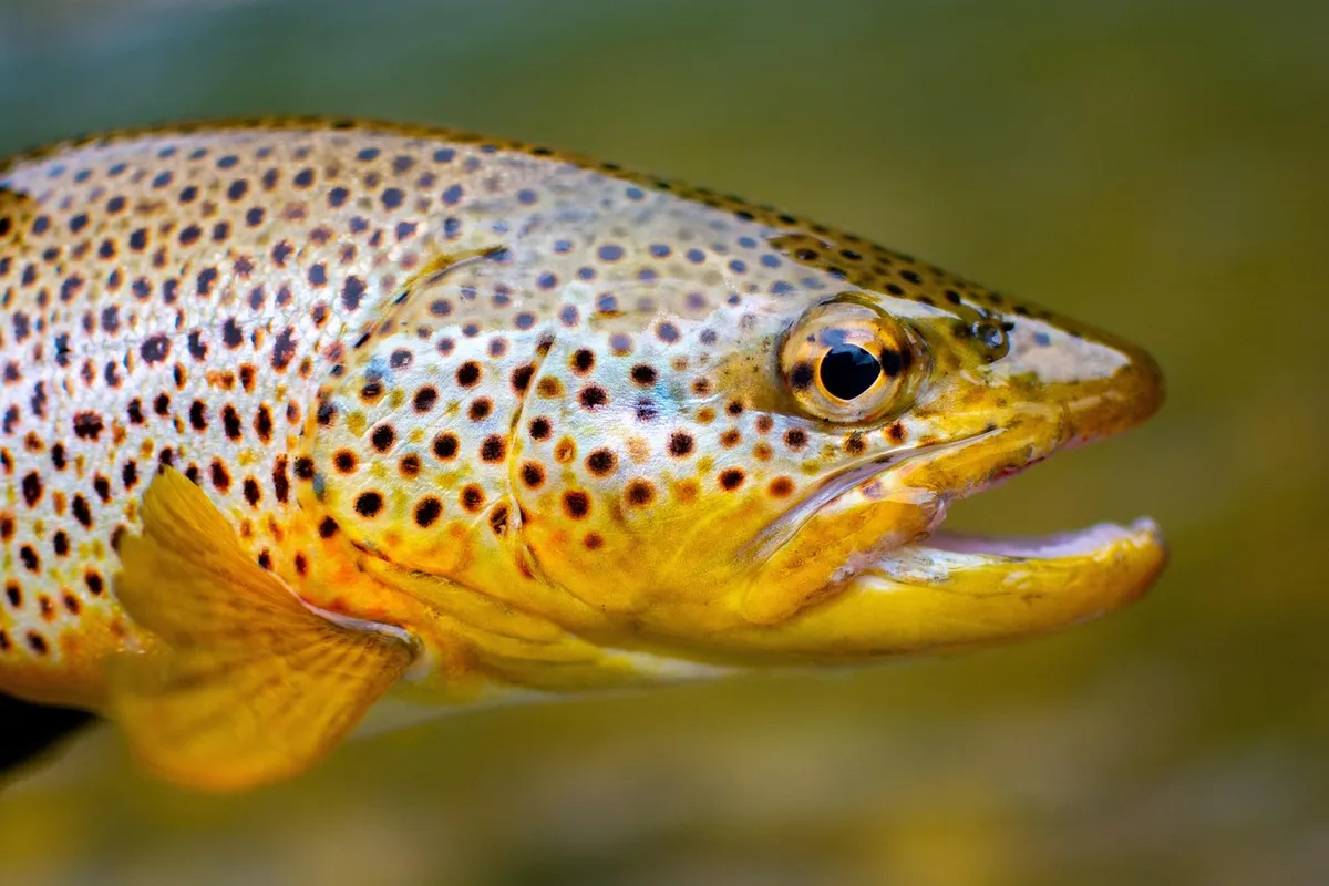 fish, trout, brown trout, fins, scales, fly fishing, nature, fishing