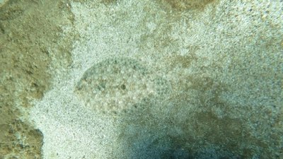 Tiefe und Temperatur: Erfolgreich den perfekten Fisch finden