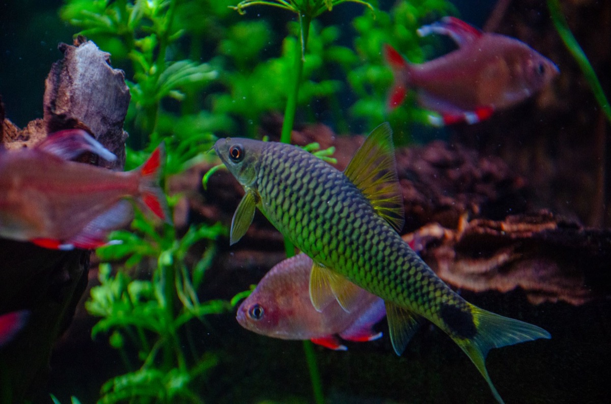 Fish species analysis