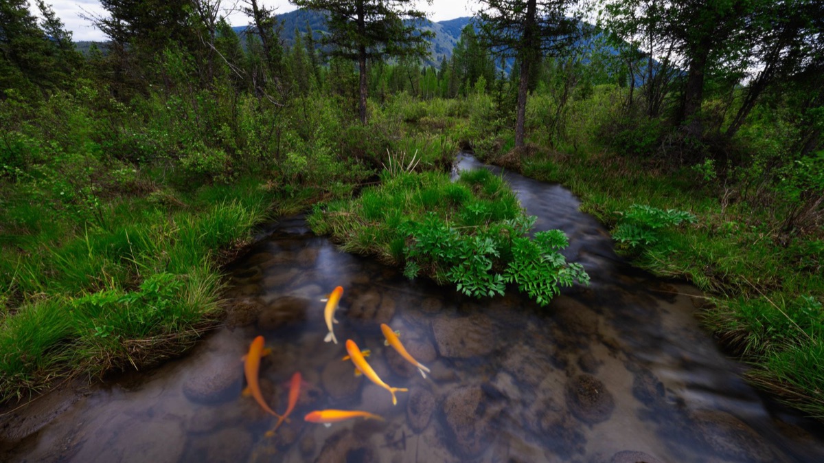 Trout in stream