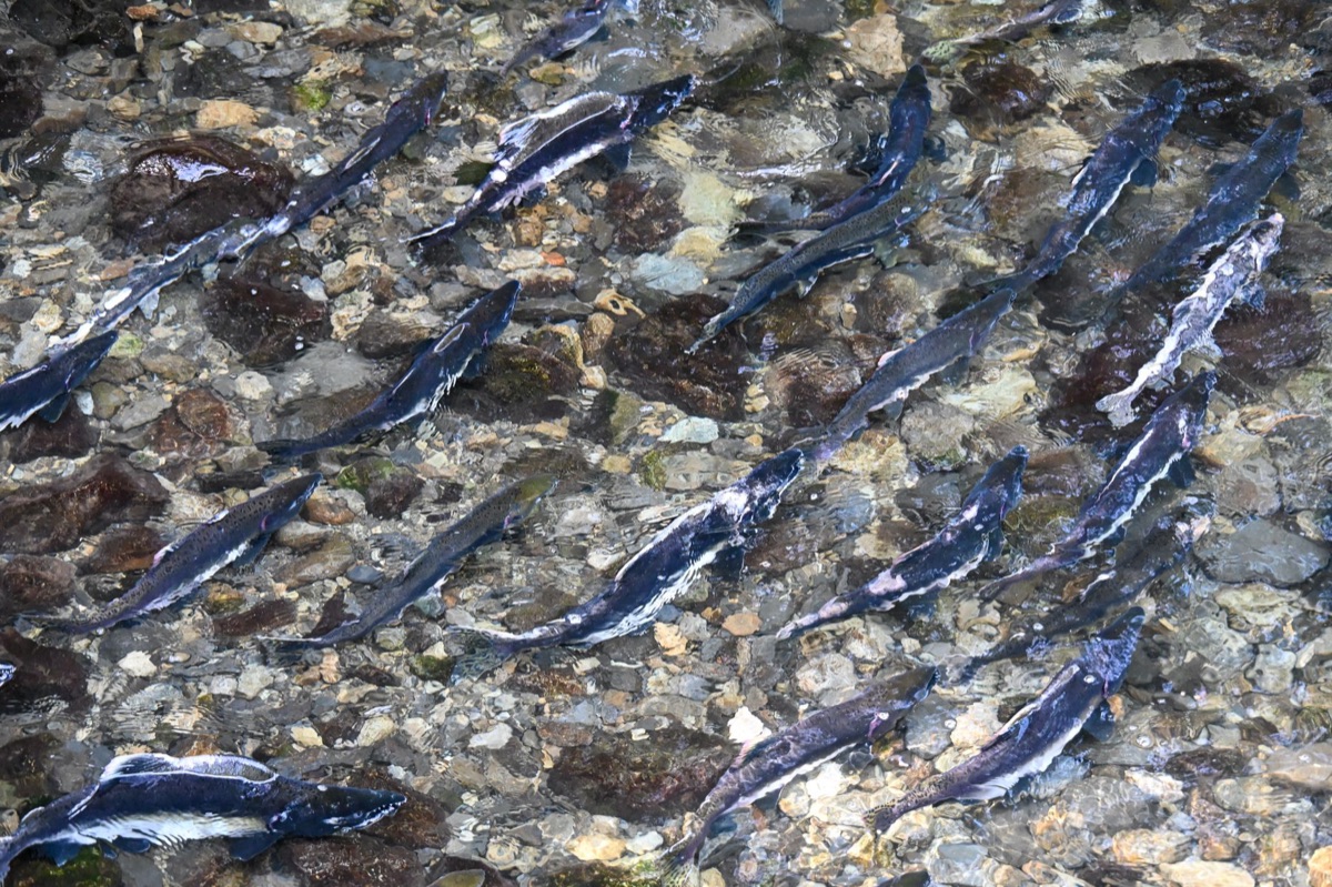 salmón en río