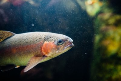 Pêche espèces : Guide pour cibler le Bar, la Dorade et le Sar