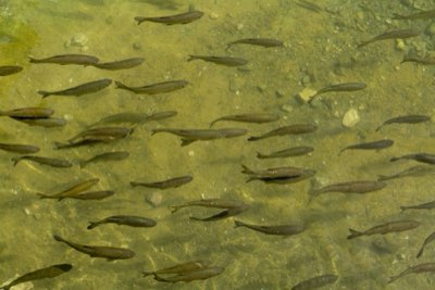 Robalo: Como pescar este predador ágil em estuários e manguezais