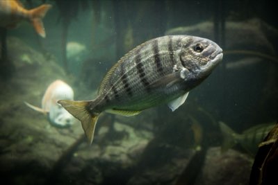 魚種食性解析：新手如何精準鎖定目標魚群的釣法？完整指南