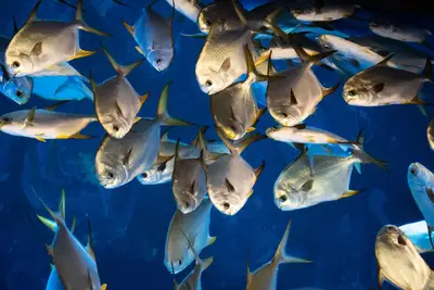 Comparer vive-eau et morte-eau pour une pêche réussie et efficace