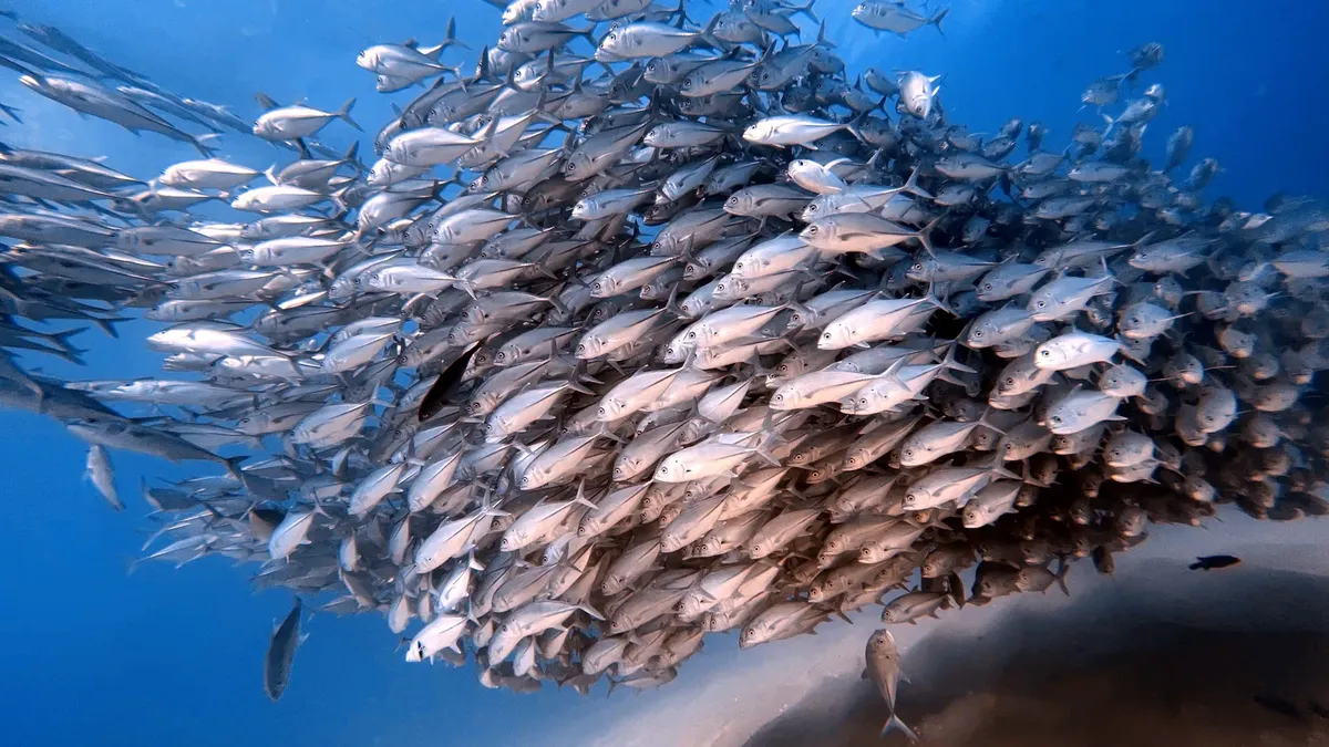 A large school of fish swimming cohesively in clear blue waters, showcasing marine life.